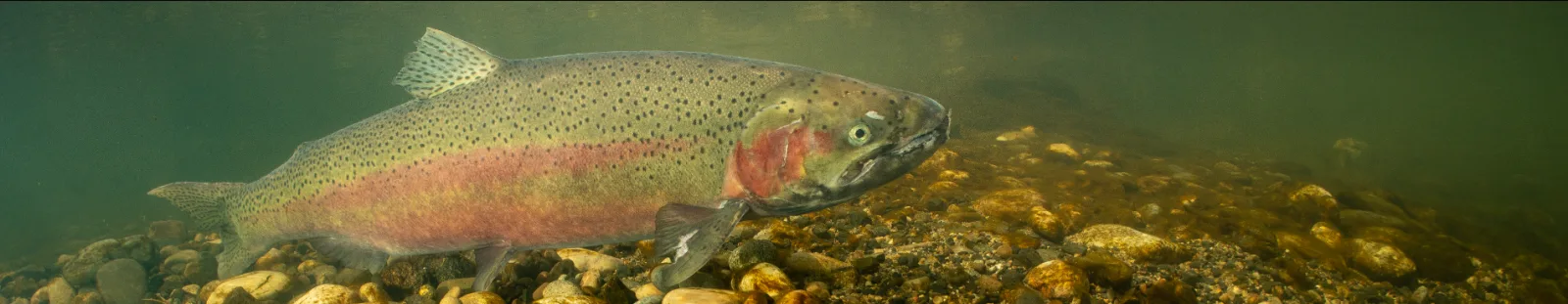 Regenbogenforelle (Oncorhynchus mykiss) — die häufigste Besatz-Art in dänischen Put-and-Take-Seen