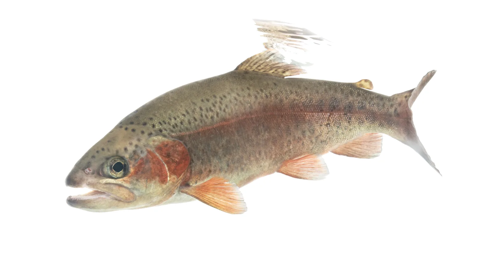 Regenbogenforelle frisch aus dem Wasser — typischer Besatzfisch auf dänischen Put-and-Take-Seen