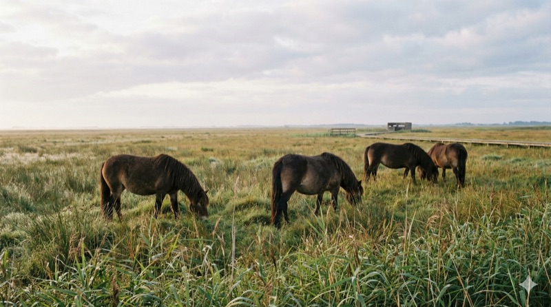Wildpferde im Bøtø Nor