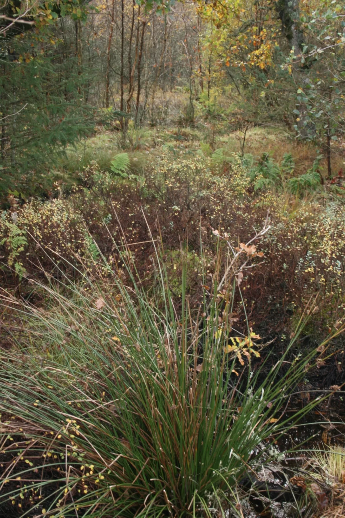 Hochmoor-Vegetation mit Seggen, Birken im Hintergrund — Sphagnum-Polster und niedrige Sträucher in herbstlichen Farben, typischer Lebensraum vergleichbar mit Horreby Lyng