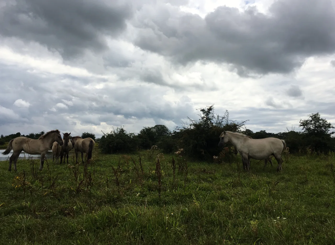 Konik-Wildpferde grasen auf einer Feuchtwiese am Bøtø Nor unter bewölktem Himmel