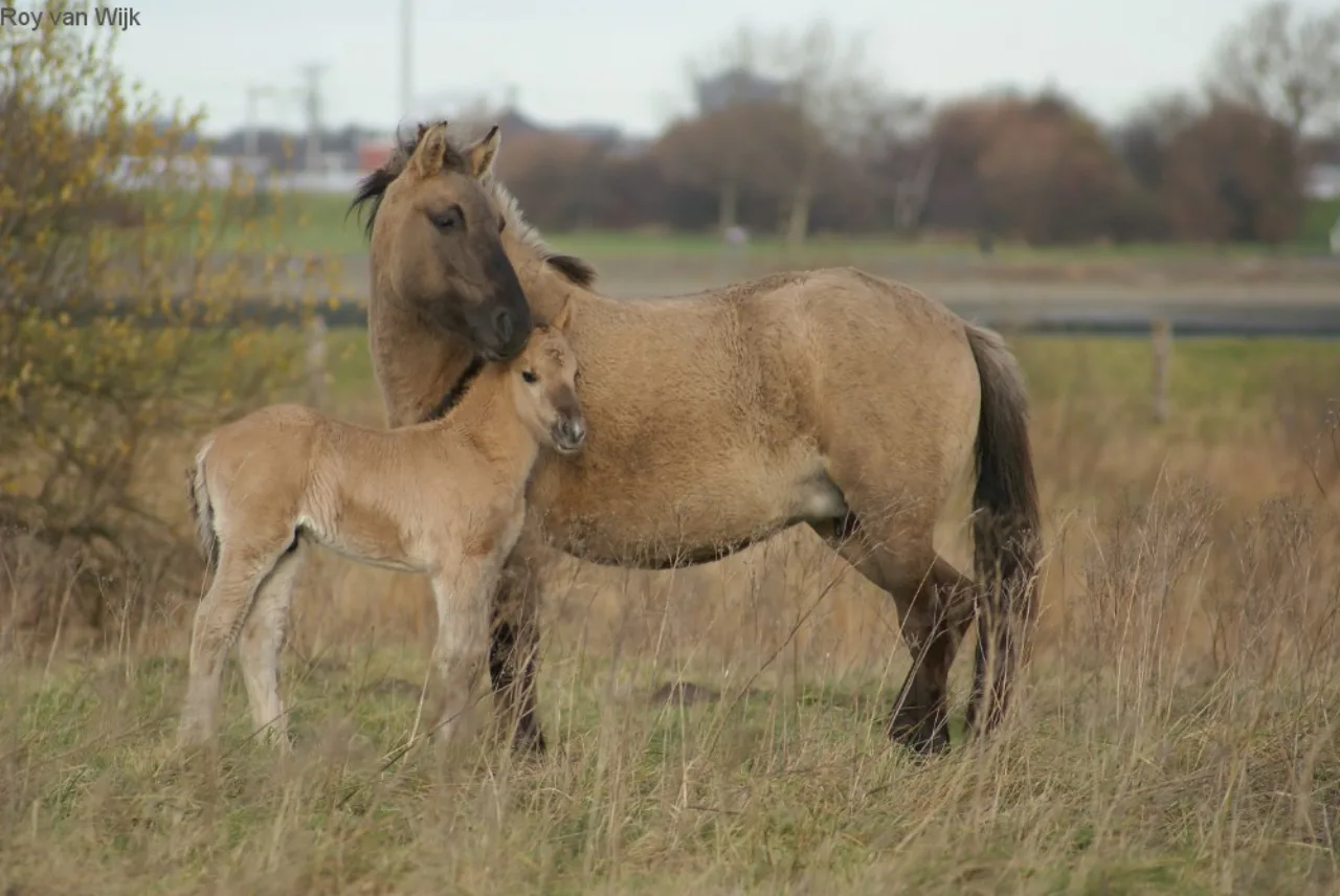 Konik-Wildpferdstute mit Fohlen auf einer Wiese — Konik-Pferde leben im Bøtøskoven, dem Wald neben dem Bøtø Nor.