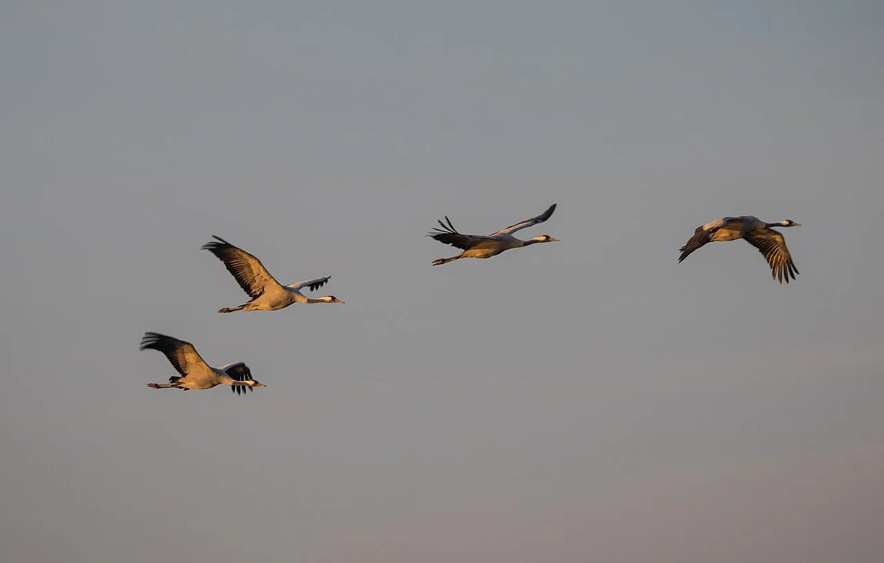 Drei Kraniche im Flug über der Ostsee im Abendlicht – Foto vom Vogelzug