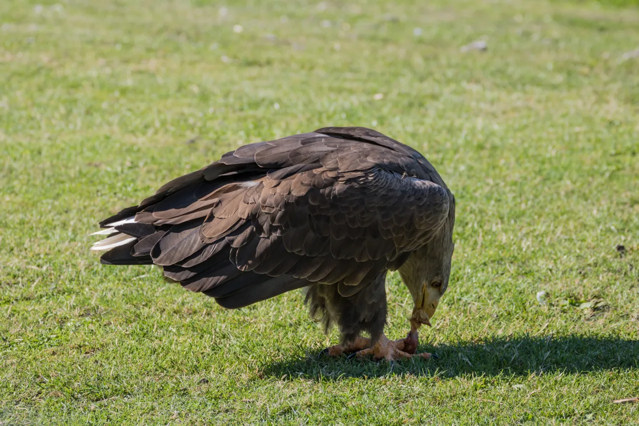 Seeadler (Haliaeetus albicilla) am Boden — Brutvogel im Bøtø Nor.