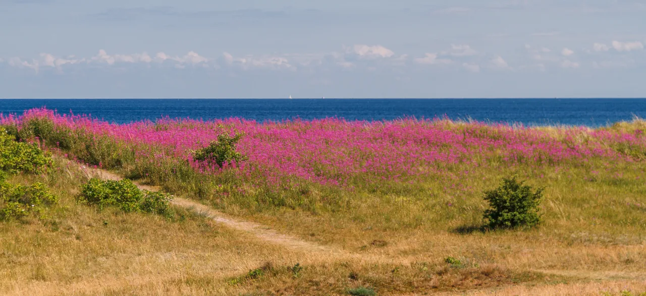 Marielyst-Bøtø-Küste — Wiesen mit Lichtnelken, Ostsee im Hintergrund