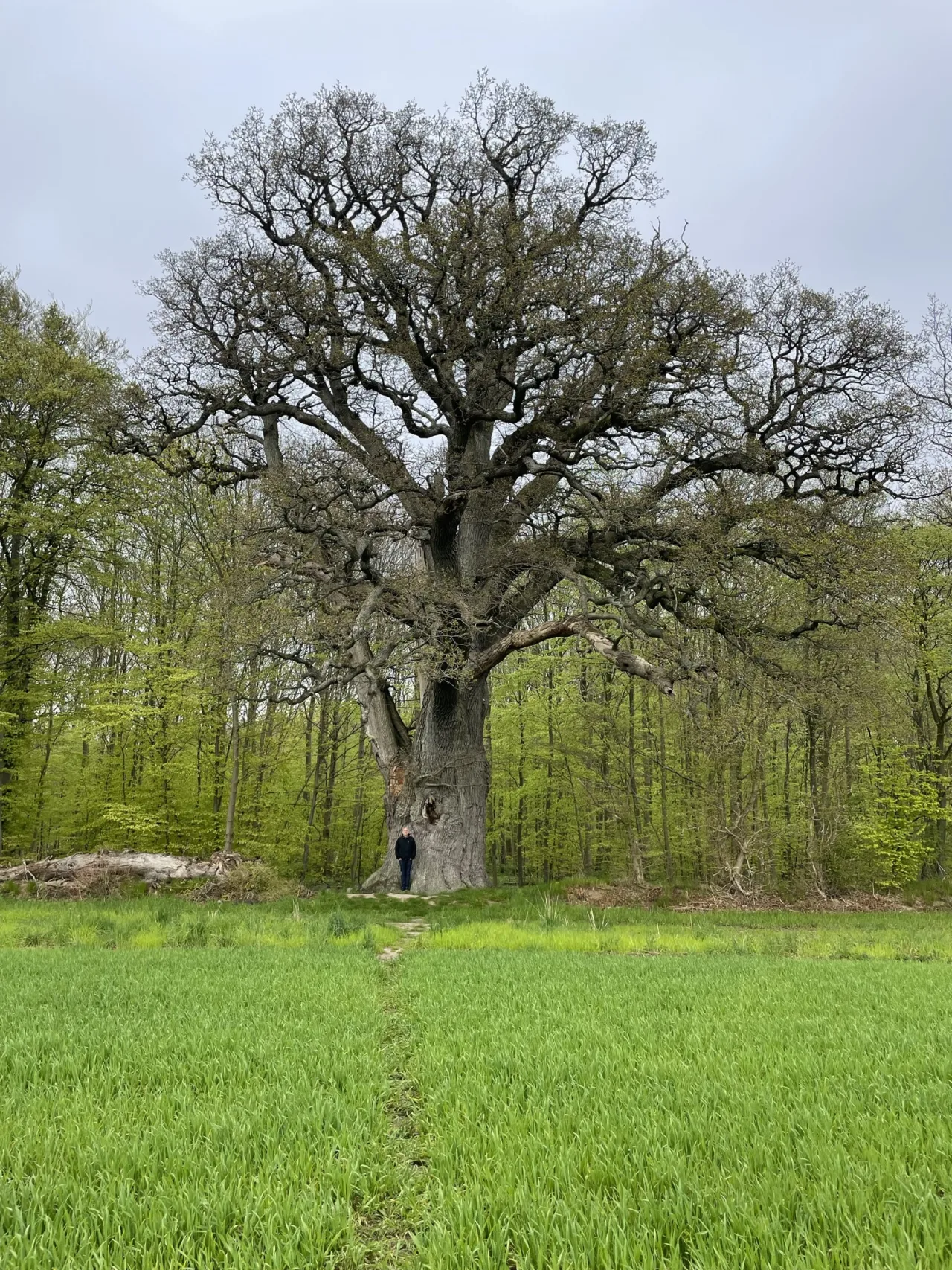 Valdemarseiche im Corselitze Skov auf Falster — eine der ältesten Eichen Dänemarks, Wanderziel